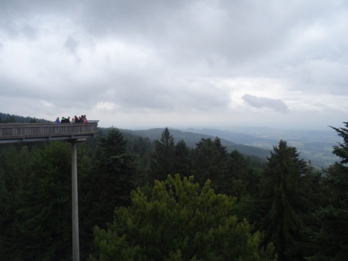 Aussichtsplattform Waldwipfelweg in Sankt Englmar