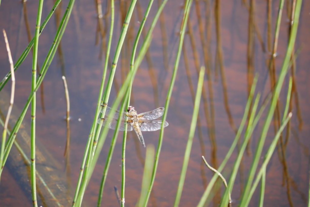 Tiveden Nationalpark Libelle
